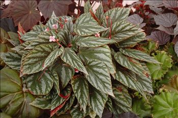 Begonia hatachoia